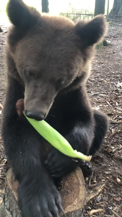 Bear in the forest Video stock 194509821