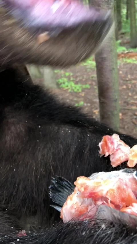 Bear in the forest Video stock 194509969