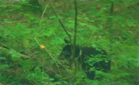 Bear In The Forest Stock Illustration