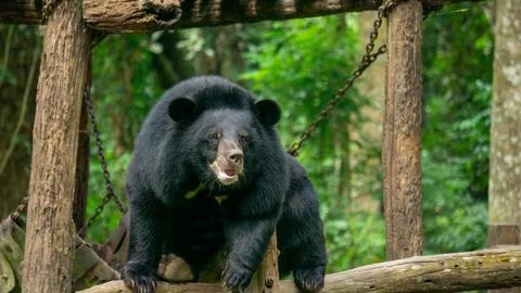 Bear in a forest, Laos Foto stock