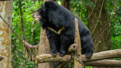 Bear in a forest, Laos Stock-Fotos