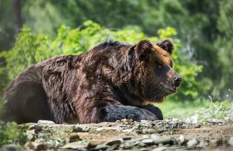 Bear in forest Stock Photos