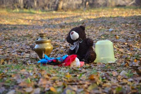 BEAR in the forest Fotos Stock