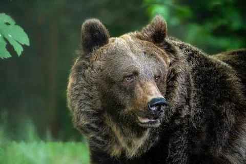 Bear in forest Stock Photos