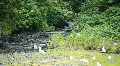 Bear in forest river P HD 8682 HD Footage