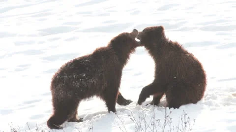 Bear games 스톡 동영상 25360035