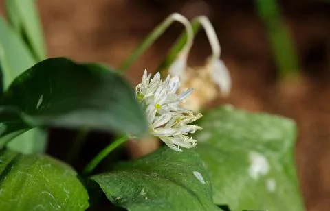 Bear garlic flower side macro shot Stock Photos