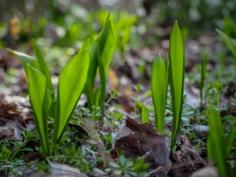 Bear Garlic in the forest. Backlight. Stock Photos