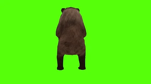 Bear Get up Green Sccreen Animation 4k Rendering Stock Footage 296262900