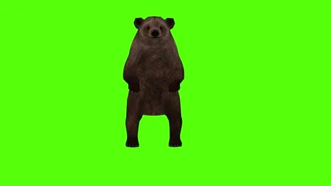 Bear Get up Green Sccreen Animation 4k Rendering Stock Footage 296262901