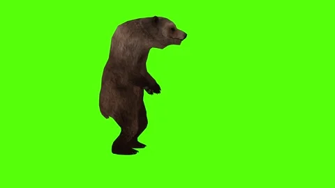Bear Get up Green Sccreen Animation 4k Rendering Stock Footage 296262906