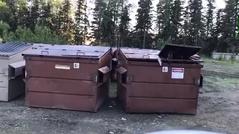 Bear Gets Alarmed - 01 Jan 1970 Video stock 205364318