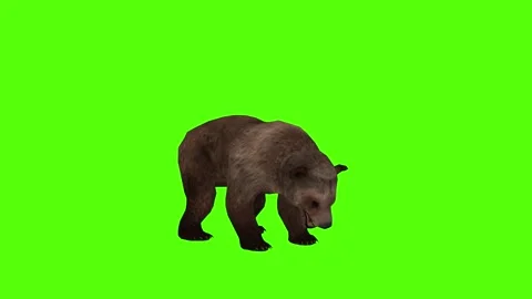 Bear Getting Attacked Green Sccreen Animation 4k Rendering Stock Footage 296262902
