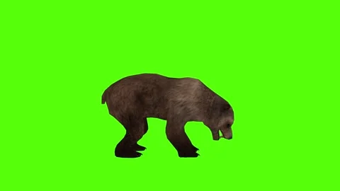 Bear Getting Attacked Green Sccreen Animation 4k Rendering Stock Footage 296262903