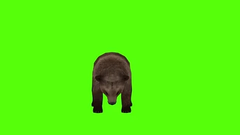 Bear Getting Attacked Green Sccreen Animation 4k Rendering Stock Footage 296262907