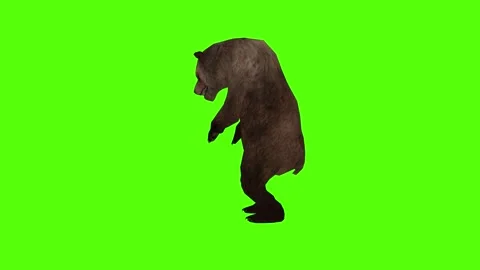 Bear Getting Hit Left Green Sccreen Animation 4k Rendering Stock Footage 296262908