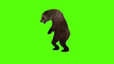 Bear Getting Hit Left Green Sccreen Animation 4k Rendering Stock Footage 296262910