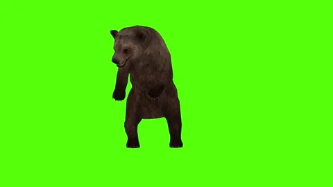 Bear Getting Hit Left Green Sccreen Animation 4k Rendering Stock Footage 296262911