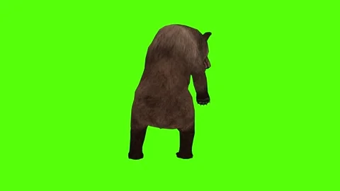 Bear Getting Hit Left Green Sccreen Animation 4k Rendering Stock Footage 296262916