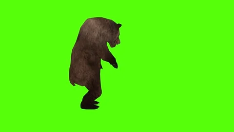 Bear Getting Hit Right Green Sccreen Animation 4k Rendering Stock Footage 296262913