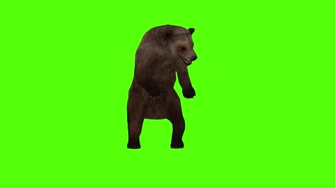 Bear Getting Hit Right Green Sccreen Animation 4k Rendering Stock Footage 296262914