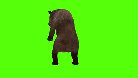 Bear Getting Hit Right Green Sccreen Animation 4k Rendering Stock Footage 296262918
