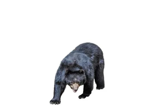 Bear with glasses isolated on white background Фото