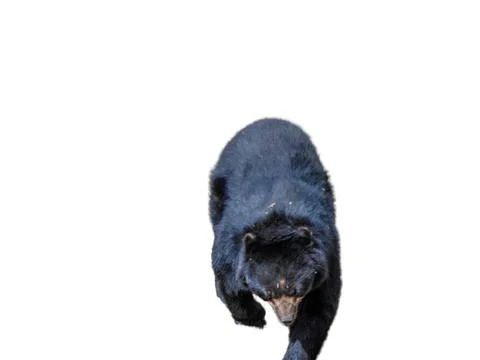 Bear with glasses isolated on white background 库存照片