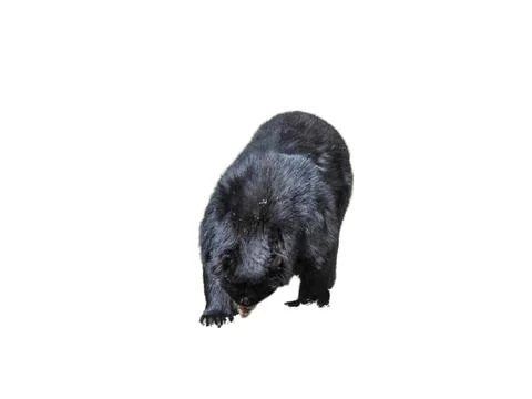 Bear with glasses isolated on white background Photos