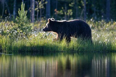 A bear in the glow of the falling sun Stock Photos