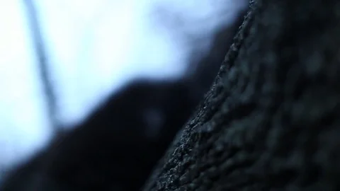 Bear gnawing the bark of a tree. Bear playing in nature. Stock Footage 80231029