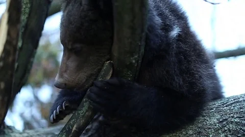 Bear gnawing the bark of a tree. Bear playing in nature. Stock Footage 80231153