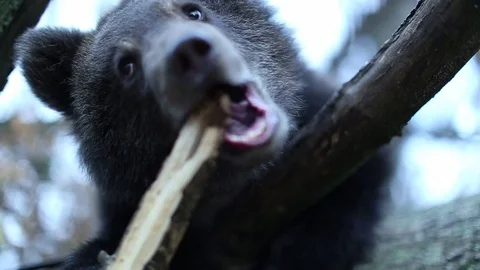 Bear gnawing the bark of a tree. Bear playing in nature. Stock Footage 80231289