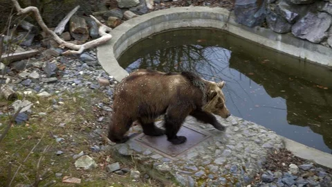Bear goes around pond Stock Footage 120687767
