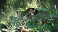Bear going away in wild forest landscape HD Footage