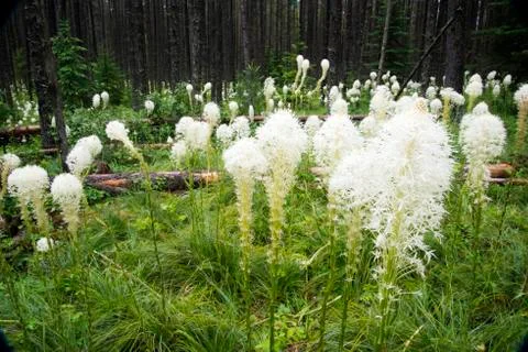 Bear grass blooming Stock Photos