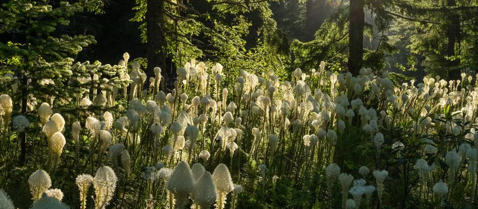Bear Grass Display Stock Photos