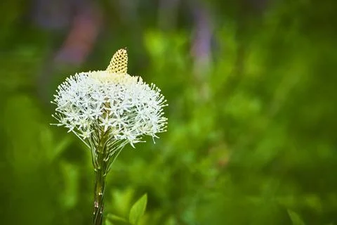 Bear Grass Flower Bloom White Wildflower with Soft Green Background Close Up Stock Photos