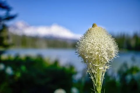 Bear Grass flowers Stock Photos