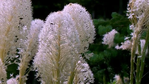 Bear grass in summer wind Stock Footage 310492449
