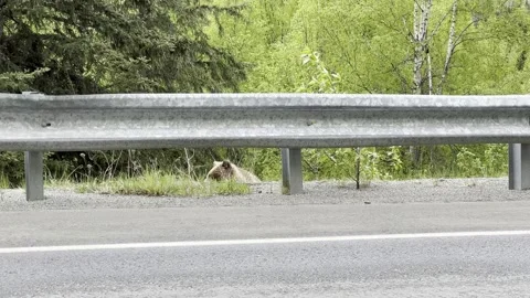 Bear grazing in Anchorage, Alaska Stock Footage 277918295