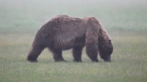 Bear grazing in rain Stock Footage 10578706