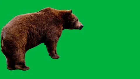 Bear Greenscreen 91 Stock Footage 198652857