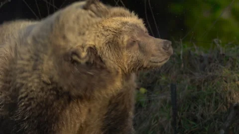 Bear, Grizzly Bear, Brown Bear, Juvenile, Shaking Dry Stock Footage 226827015