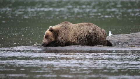 Bear Having a Rest At The Shore of The Lake.  Stock Footage 128654719