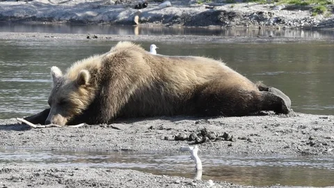 Bear Having A Rest At The Shore of The Lake.  Stock Footage 128655914