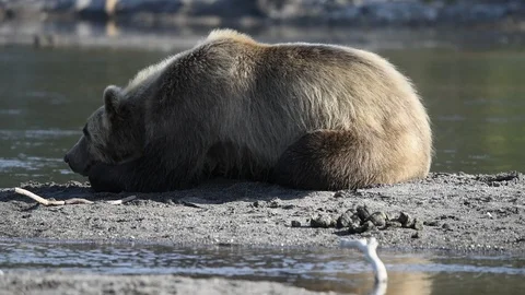 Bear Having A Rest At The Shore of The Lake.  Stock Footage 128658768