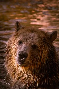 Bear Head Stock Photos