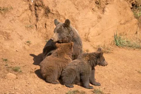 Bear with her cubs Stock Photos