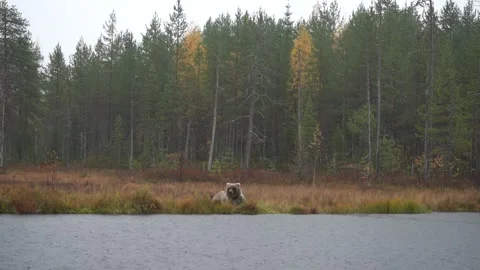 Bear hidden in orange red forest. Autumn trees with bear. Beautiful brown bear w Stockbeeldmateriaal 346996910